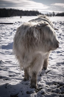 Highland cattle in the snow